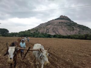 IMG 20211112 WA0015 300x225