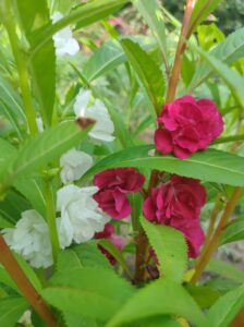 IMG20210912173222 224x300