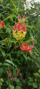 IMG20210926171858 135x300