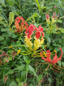 IMG20210926171931 225x300