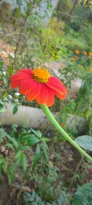 IMG20211024162346 01 135x300