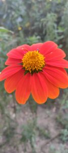 IMG20211024162418 135x300