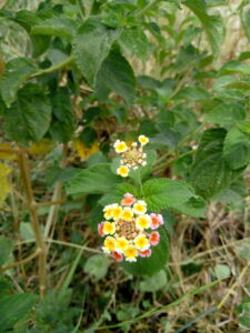 IMG 20200511 114038470 225x300