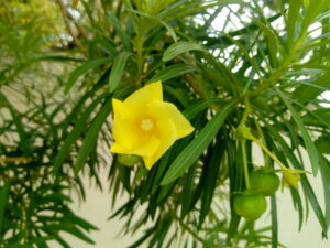 img 20200529 084354722