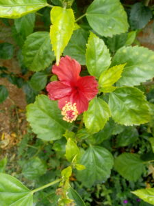 IMG 20200530 102832092 225x300