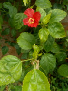 IMG 20200530 102844949 225x300