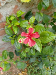 IMG 20200530 102901791 225x300