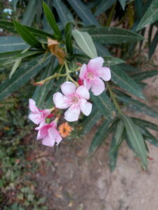 IMG 20200531 141125569 225x300