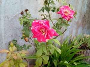 IMG 20200811 174407784 1 300x225