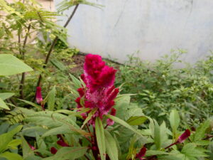 IMG 20200916 133230050 300x225