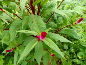 img 20200916 133255508