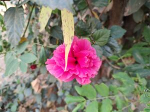 IMG 20220323 161404622 300x225