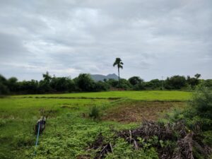 IMG 20220717 090649115 MF PORTRAIT 300x225