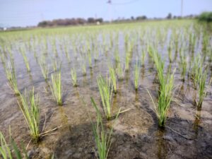 IMG 20240119 104743076 MF PORTRAIT 300x225