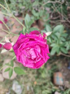 IMG 20240201 100950657 225x300